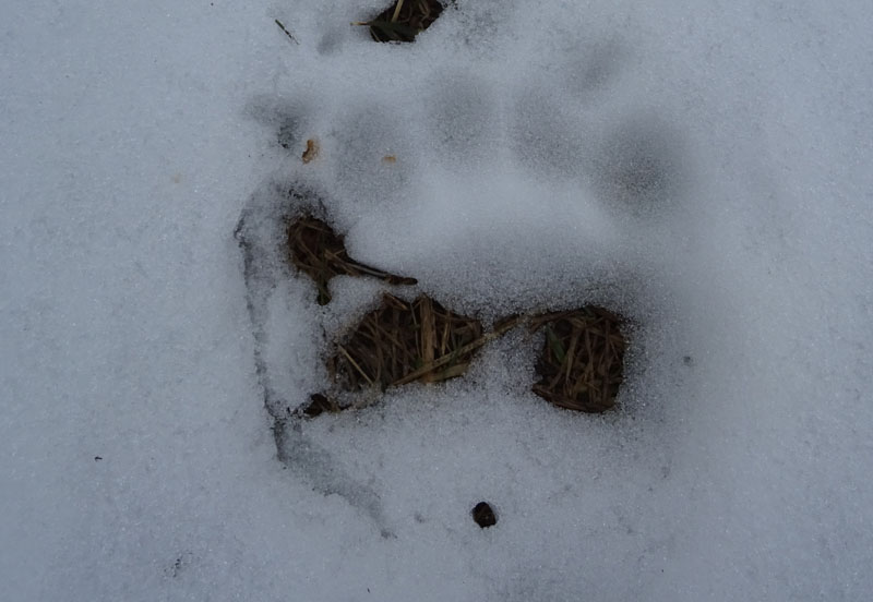orme di orso su neve.......(Ursus arctos)